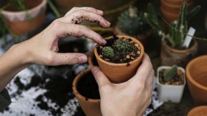 Manfaat Berkebun Untuk Kesehatan Fisik Lansia Meningkatkan Vitalitas Dan Kualitas Hidup Di Usia Emas